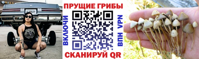 ссылка на мегу ССЫЛКА магазин наркотиков Кологрив Псилоцибиновые грибы мухоморы